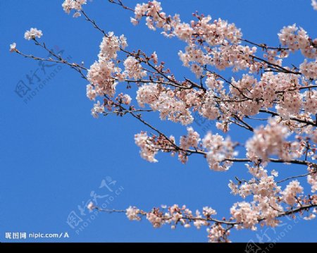 高精度樱花特写图片