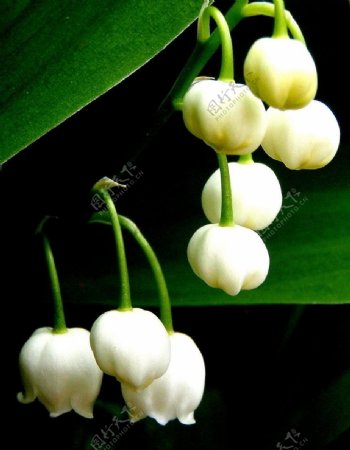 白色铃兰花图片