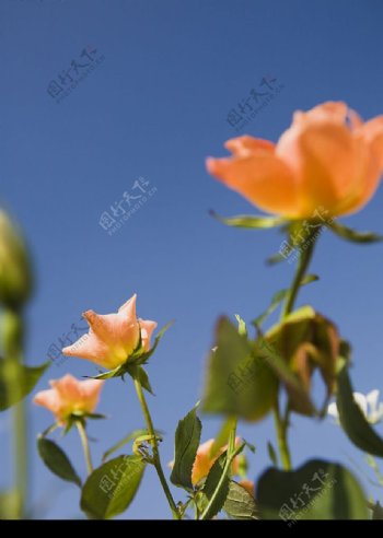 玫瑰1图片