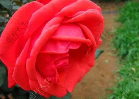 灿烂的红玫瑰图片