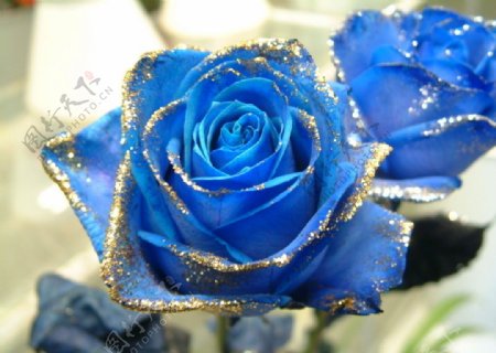 蓝色妖姬玫瑰图片