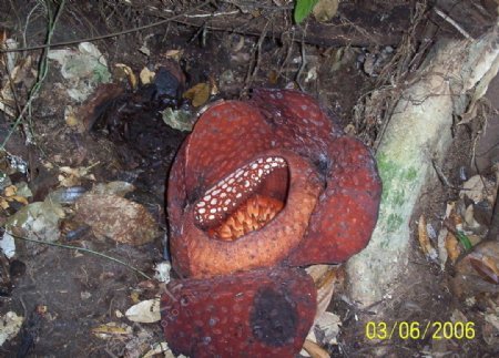 沙巴大花草屬学名Rafflesia图片