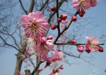 盛开的粉色梅花图片