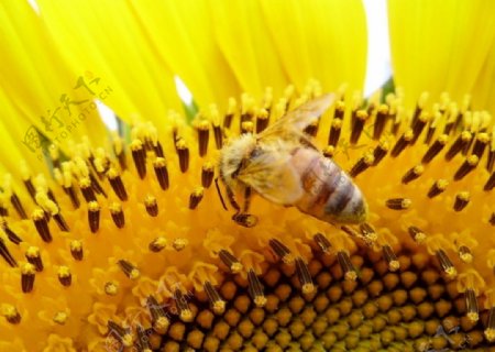蜜蜂和葵花图片
