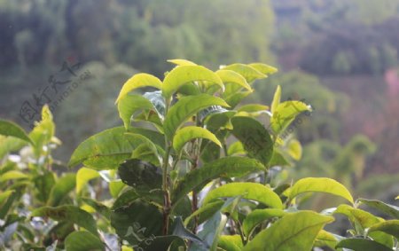 茶园茶叶普洱茶树图片