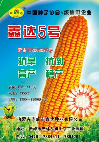 玉米宣传画图片