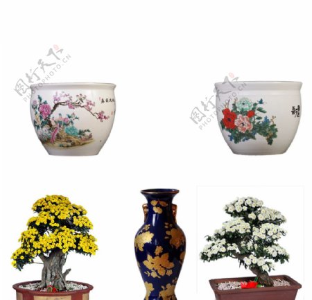 盆景和花瓶花盆类图片