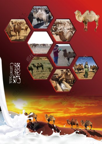 骆驼奶宣传单正面图片