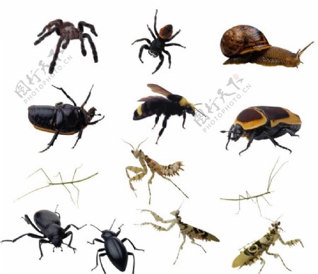 昆虫世界图片