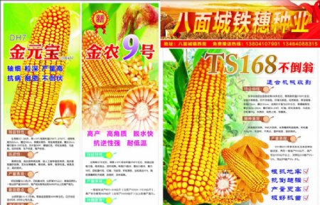 高清玉米种子传单图片