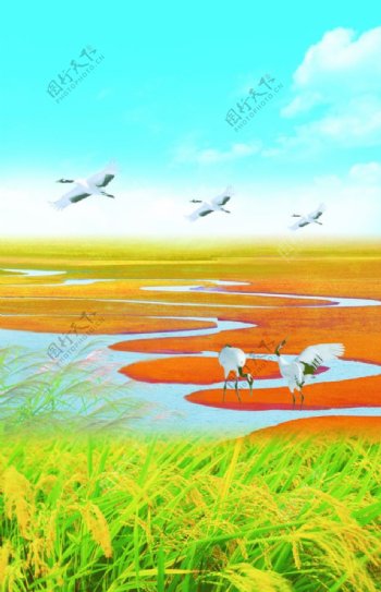 水稻风景仙鹤图片