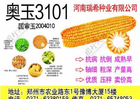 玉米3101图片