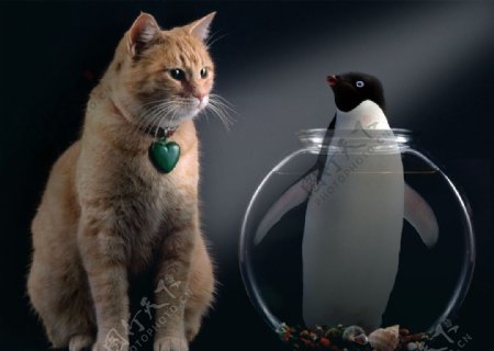 猫和企鹅图片