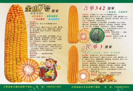 玉米传单图片