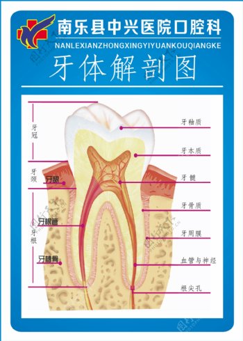 牙科口腔海报图片