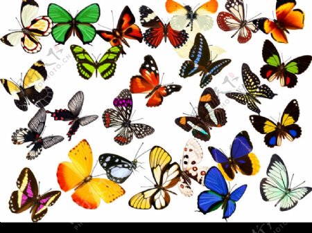 多种蝴蝶图片
