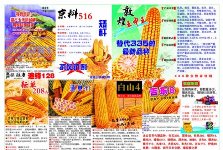 玉米DM宣传广告图片