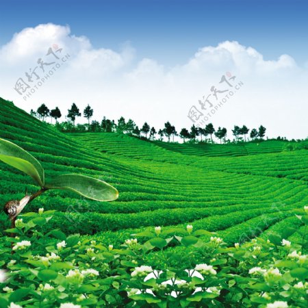 茶山茶海报图片