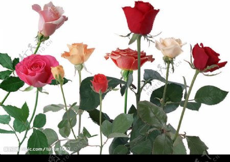 九朵玫瑰花2图片