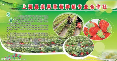 草莓种植宣传栏图片