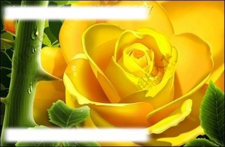 带水珠的黄色玫瑰花分层psd素材图片