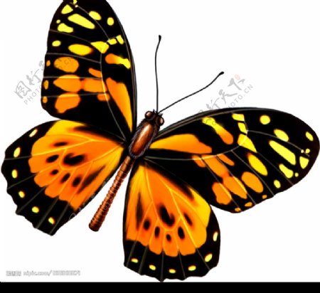 蝴蝶分层图层图片