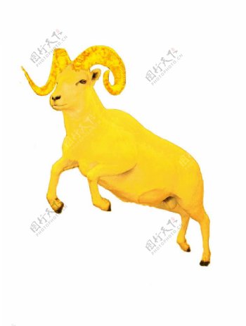 抠好的金黄色的山羊图片