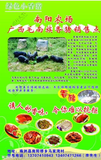 广西毛南香猪图片