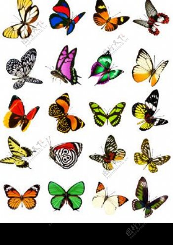 蝴蝶美丽的蝴蝶图片