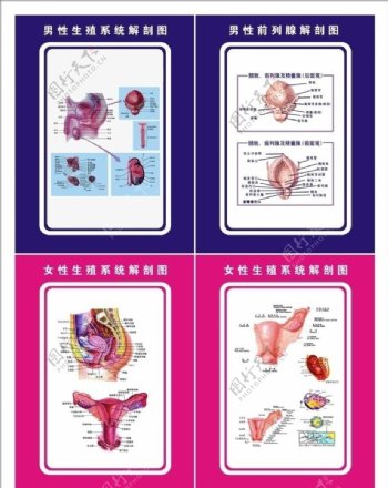 生殖剖析图图片