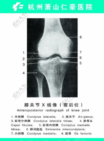 膝关节图片