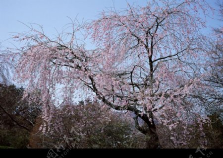 樱花与富士山0040