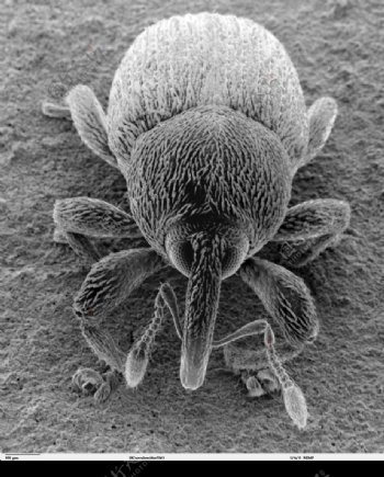 昆虫显微镜图片0044