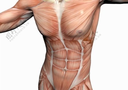 肌肉人体模型0092