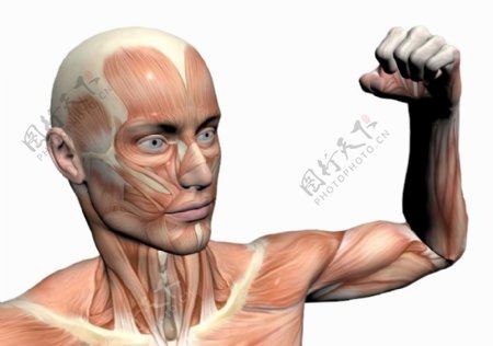 肌肉人体模型0097