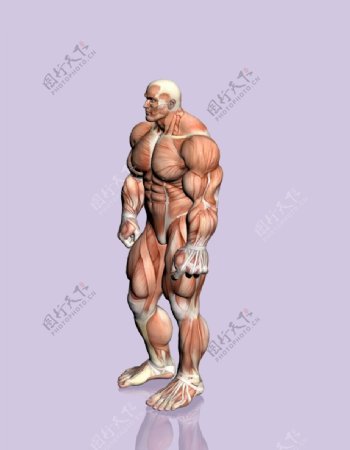 肌肉人体模型0132