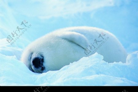 海狮冰雪熊0029