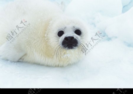 海狮冰雪熊0052