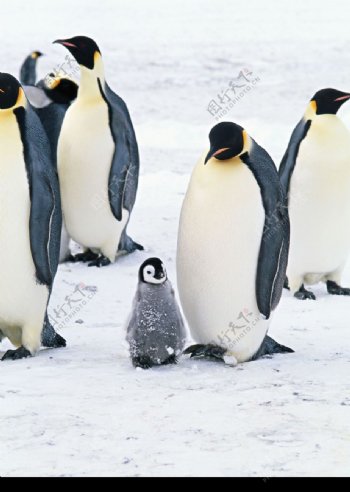 企鹅世界0168