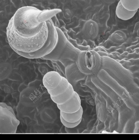 昆虫显微镜图片0065
