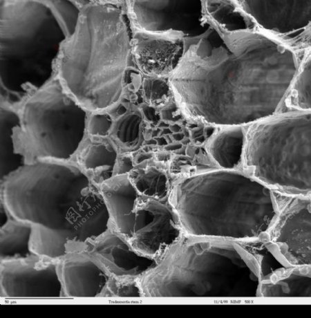 昆虫显微镜图片0073