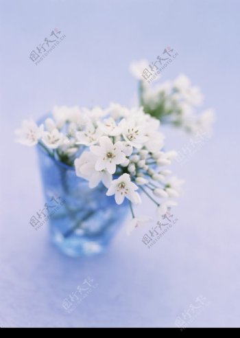 花卉艺术0485