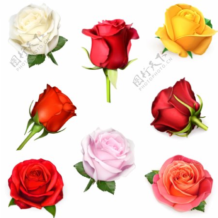 多款彩色玫瑰花矢量素材