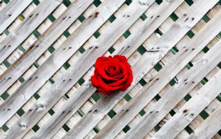 木条背景上的玫瑰花