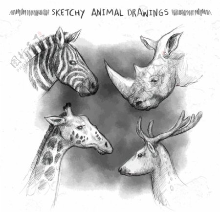 手绘动物插图
