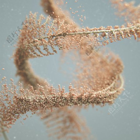 DNA组织结构图