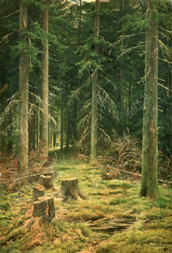 油画树林