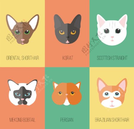 平板猫品种头像采集