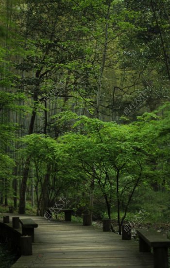 木栈道