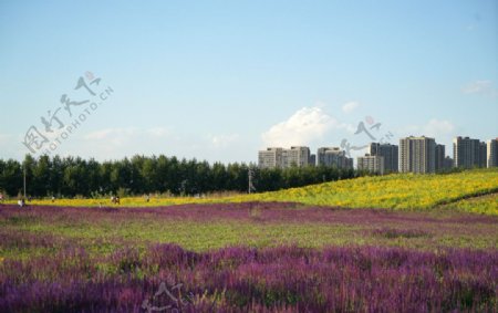 花海建筑风景